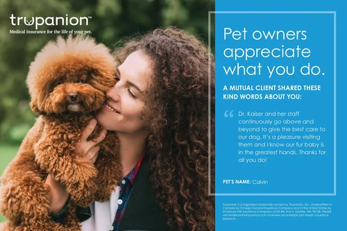 Dog owner comparing pet insurance options